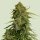 Royal Queen Seeds Samen CBD Atlas F1 Auto (1 Samen)