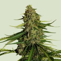 Royal Queen Seeds Samen Gaia F1 Auto (1 Samen)
