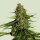 Royal Queen Seeds Samen Gaia F1 Auto (1 Samen)