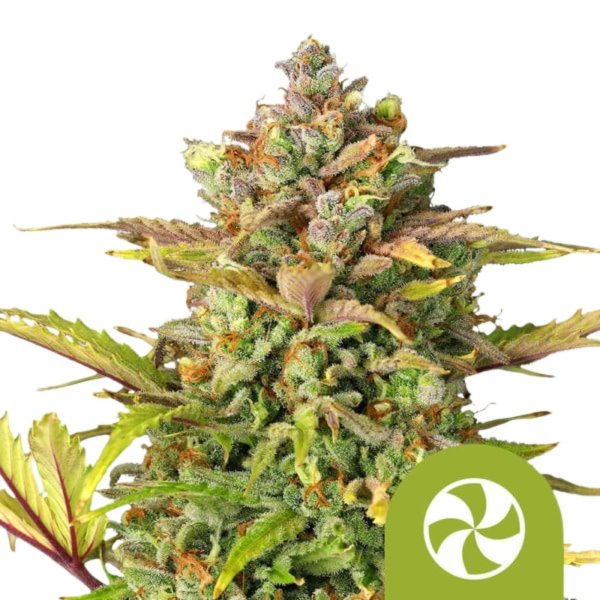 Royal Queen Seeds Samen Sweet ZZ Auto (1 Samen)