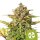 Royal Queen Seeds Samen Sweet ZZ Auto (1 Samen)