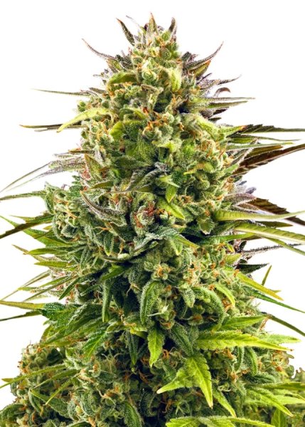 Royal Queen Seeds Samen Alien OG feminisiert (1 Samen)