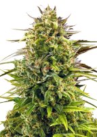 Royal Queen Seeds Samen Alien OG feminisiert (1 Samen)