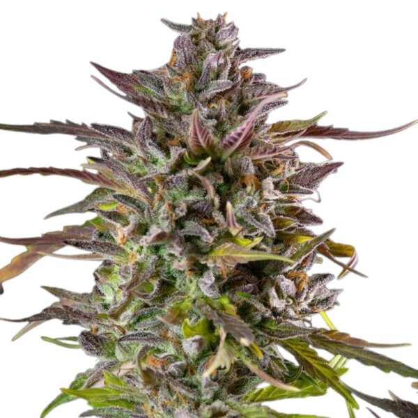Royal Queen Seeds Samen Cookies Gelato feminisiert (1 Samen)