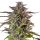 Royal Queen Seeds Samen Cookies Gelato feminisiert (1 Samen)