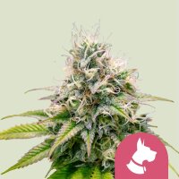 Royal Queen Seeds Samen Kali Dog feminisiert (1 Samen)