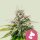 Royal Queen Seeds Samen Kali Dog feminisiert (1 Samen)
