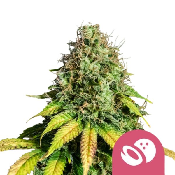 Royal Queen Seeds Samen Somango XL feminisiert (1 Samen)