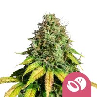 Royal Queen Seeds Samen Somango XL feminisiert (1 Samen)