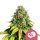 Royal Queen Seeds Samen Somango XL feminisiert (1 Samen)