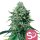 Royal Queen Seeds Samen Forbidden Fruit feminisiert (1 Samen)