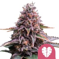 Royal Queen Seeds Samen Pink Mist feminisiert (1 Samen)