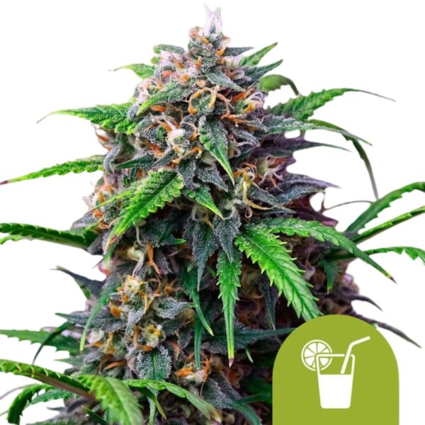 Royal Queen Seeds Samen Purple Lemonade Auto (1 Samen)