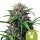 Royal Queen Seeds Samen Purple Lemonade Auto (1 Samen)