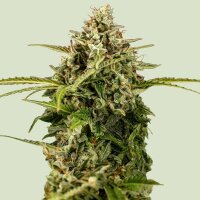 Royal Queen Seeds Samen Apollo F1 Auto (1 Samen)