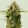 Royal Queen Seeds Samen Apollo F1 Auto (1 Samen)