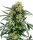 Sensi Seeds - Blue Berry Skittlez Automatic- 3 Samen