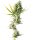 Sensi Seeds - Durban feminisiert - 3 Samen