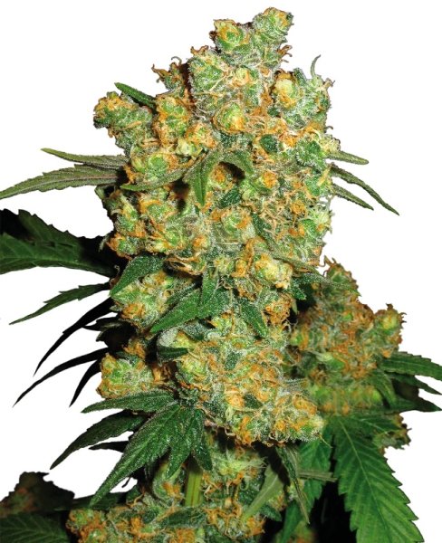 Sensi Seeds - Big Bud Automatic - 3 Samen