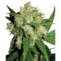 Sensi Seeds - Sensi Skunk feminisiert - 5 Samen