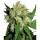 Sensi Seeds - Sensi Skunk feminisiert - 5 Samen