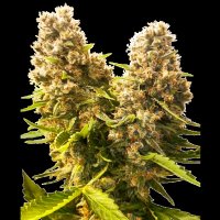 Sensi Seeds - Banana Kush Cake Automatic - 3 Samen