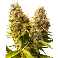 Sensi Seeds - Banana Kush Cake Automatic - 3 Samen