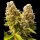 Sensi Seeds - Banana Kush Cake Automatic - 3 Samen