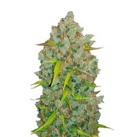 Sämling Auto Bubblegum