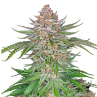 Strawberry Pie