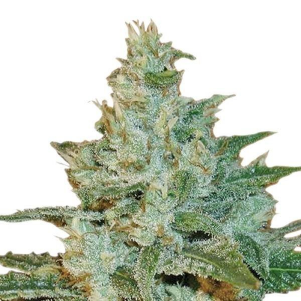 AK-47