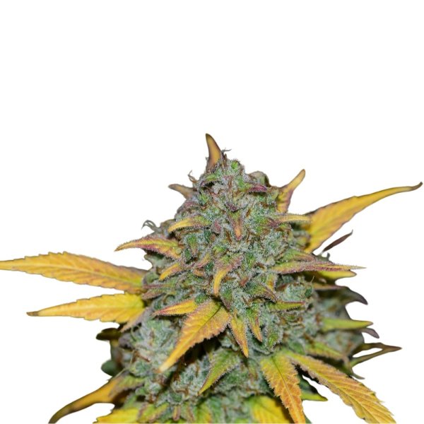 Sämling Auto Gelato