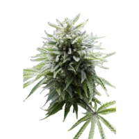 Sämling Auto OG Kush