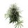 Sämling Auto OG Kush