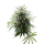 Sämling Auto OG Kush