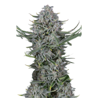 Sämling Auto Cookies