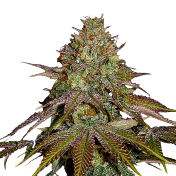 Sämling Auto Wedding Cake