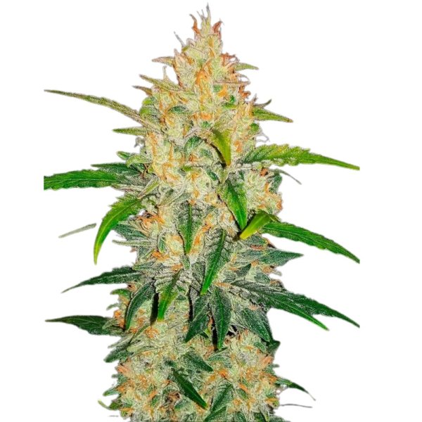 Sämling Auto Zkittlez