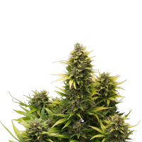 Sämling Auto Amnesia