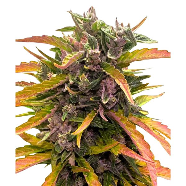 Sämling Auto Gorilla Glue