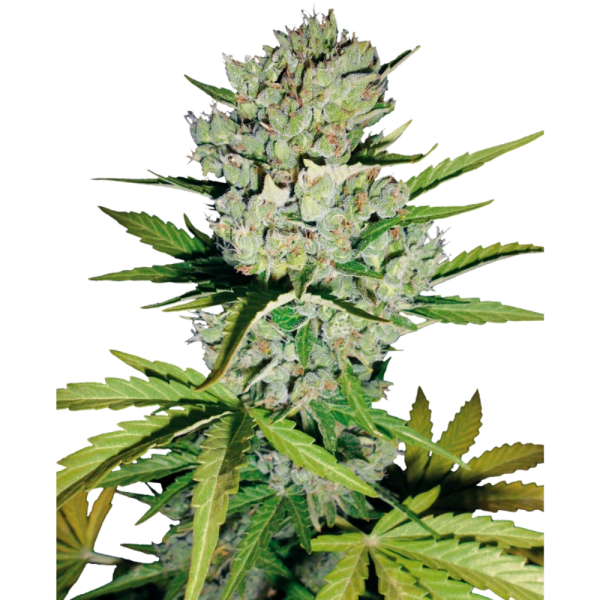 Sämling Auto Super Skunk