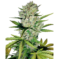 Sämling Auto Super Skunk