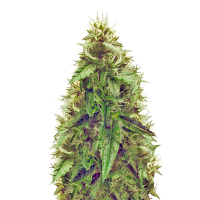 AK-49