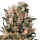 Steckling Euforia