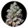 Barneys Farm Samen feminisiert - 10 Seeds