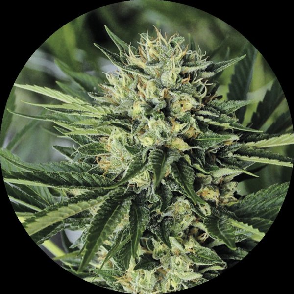 Jungpflanze zur Anzucht Dr Greenthumbs Em-Dog