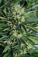 Steckling Dr Greenthumb’s Em-Dog