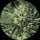 Jungpflanze zur Anzucht Dr Greenthumbs Em-Dog