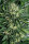 Steckling Dr Greenthumb’s Em-Dog