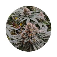 Barneys Farm Samen Autoflowering - 3 Seeds